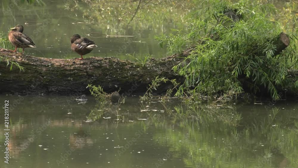 Beautiful brown duck. Lake in the background. Green grass. Beautiful brown duck. Lake in the background. Green grass.