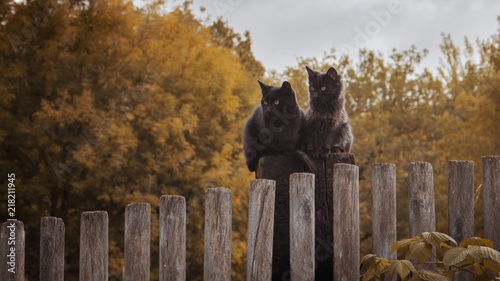 two cats