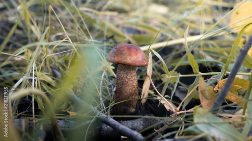 mushroom