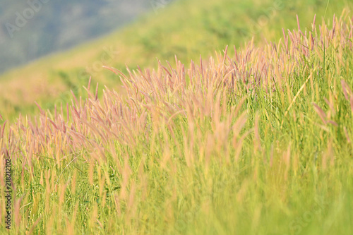 Beautiful Grass © JARUNUN