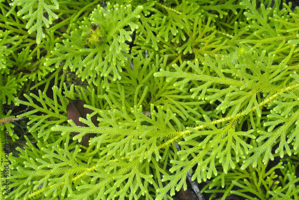 Close view of Borneo rainforest low growing fern, Indonesia Close view of Borneo rainforest low growing fern, Indonesia