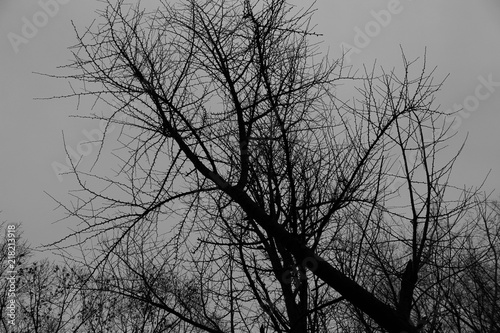 tree
