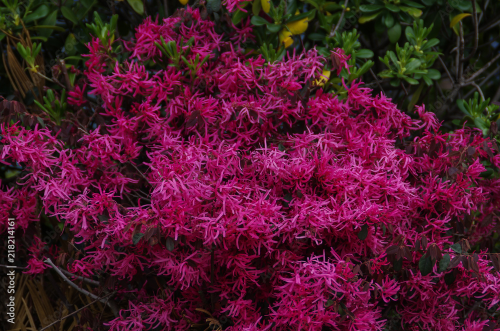 Loropetalum chinense var.rubrum Loropetalum chinense var.rubrum