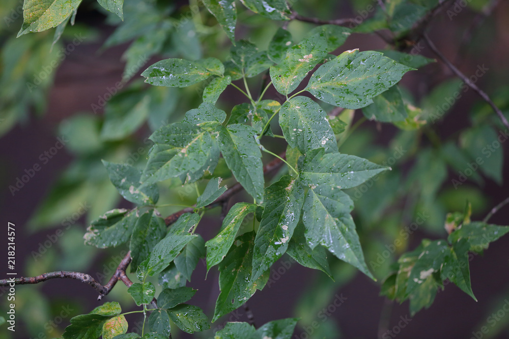 Fototapeta premium Branch of a deciduous tree with green leaves after a rain 