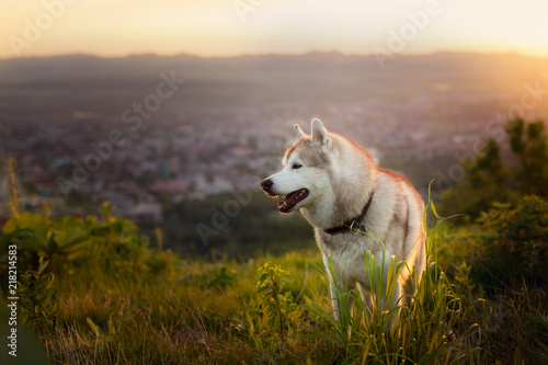 Image of free beige and white Siberian Husky dog standing on the hill at sunset on mountains and the city background