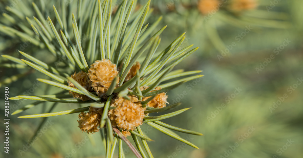 branch of a pine forest with a cone on a washed background branch of a pine forest with a cone on a washed background