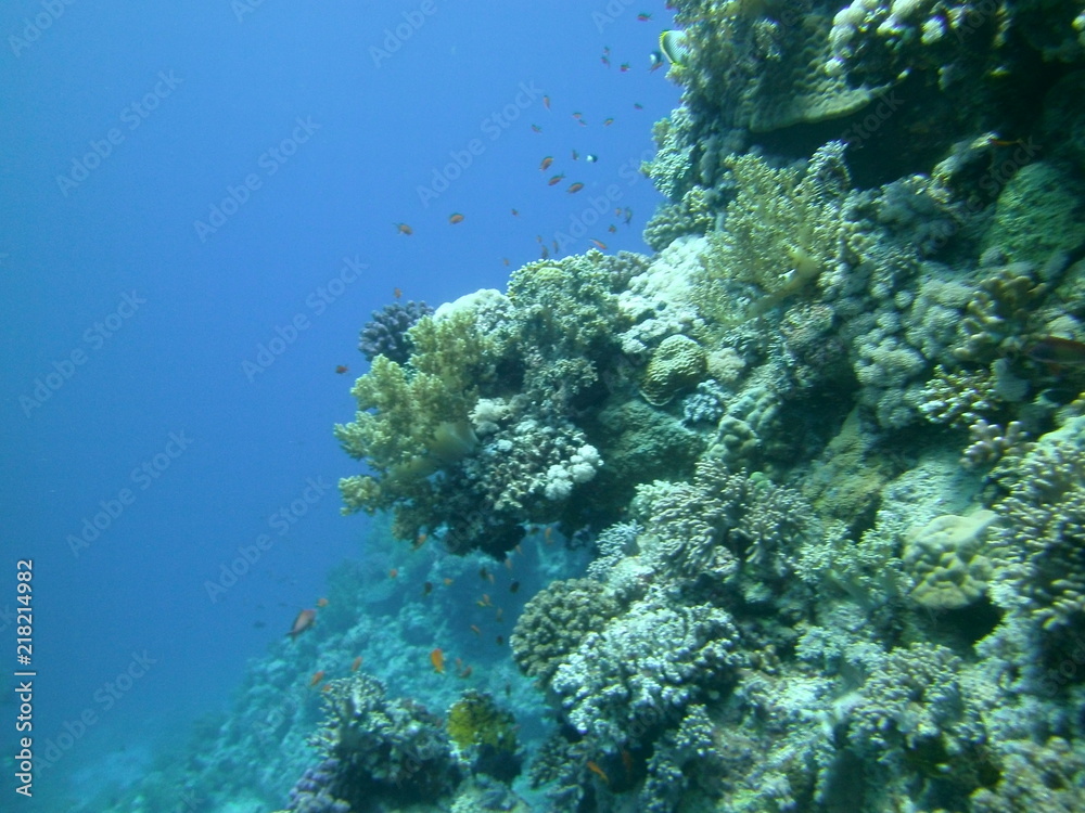 Obraz premium Underwater nature