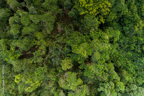 Green forest  at Buzios - Rio de Janeiro