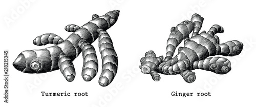 Ginger root and Turmeric root botanical hand draw vintage clip art isolated on white background