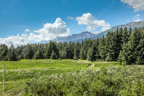 Alaskan summer landscape
