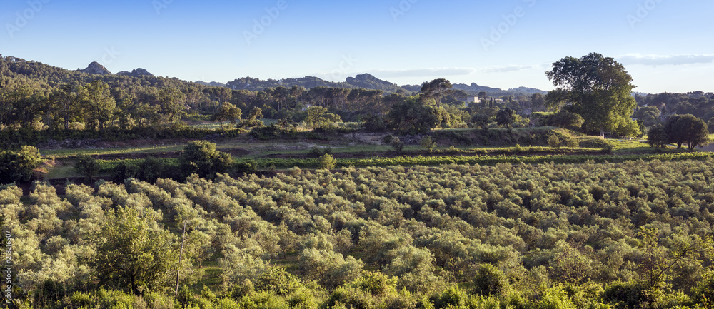Obraz premium Olive grove overlooking the Alpilles near Remy de Provence, Buches du Rhone, Provence, France.