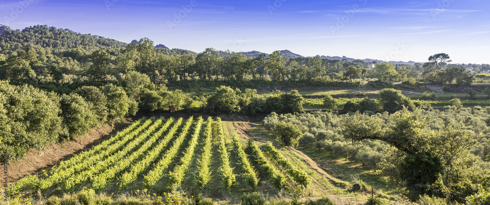 Vineyard overlooking the Alpilles near Remy de Provence. Buches du Rhone, Provence, France.