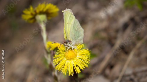 yellow butterfly