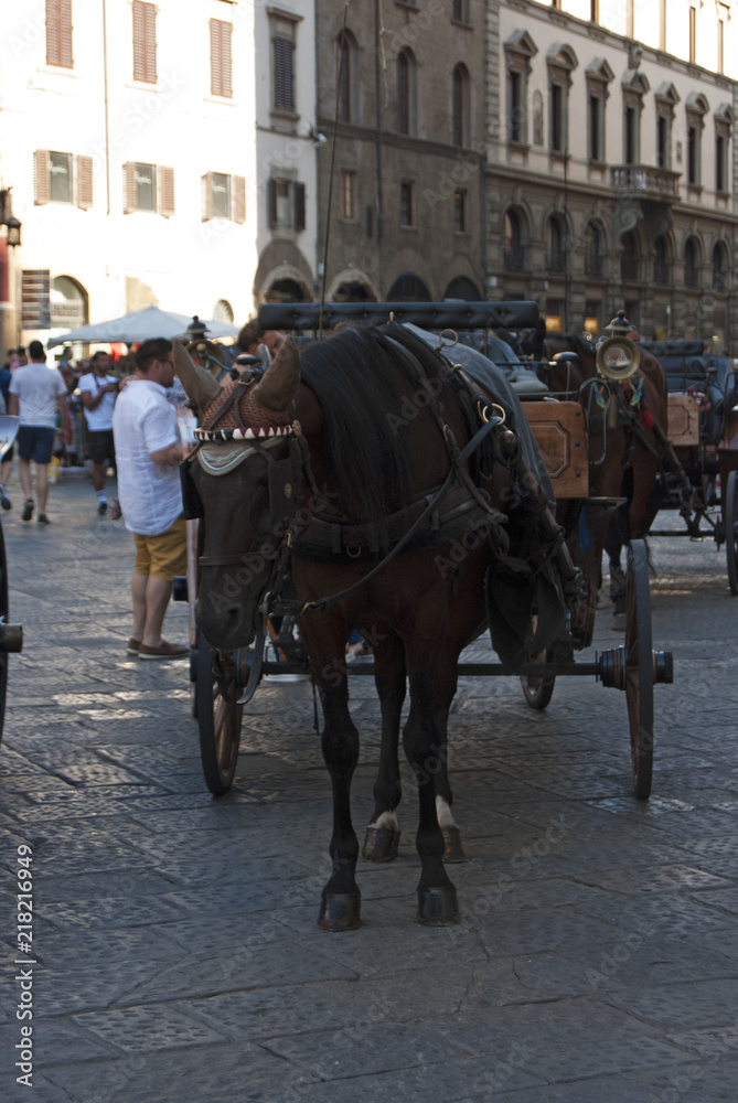 FLORENCE, ITALY - AUGUST 16, 2018: horse coach in piazza Duomo