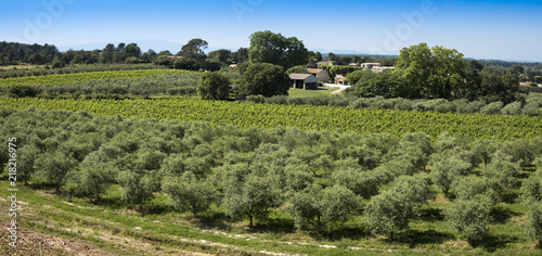 Winegrowingat and olive grove in the Alpilles Region at St Rémy de Provence. Buches du Rhone, Provence, France.