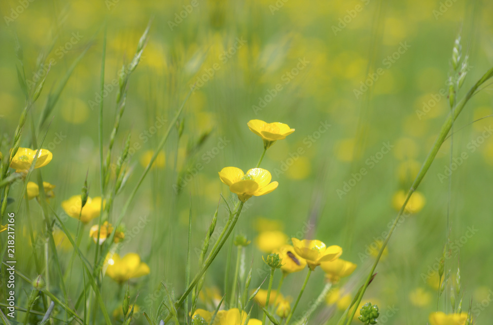 Buttercups in the Meadow Buttercups in the Meadow