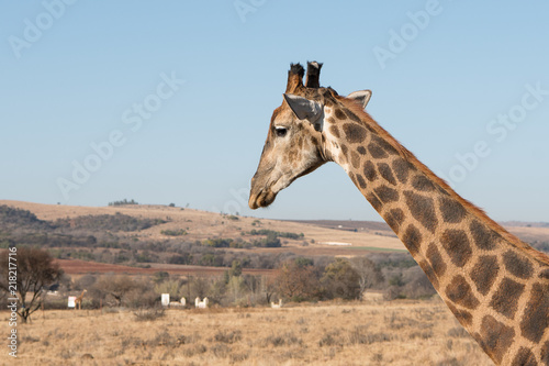 Photography Giraffe looking across safari