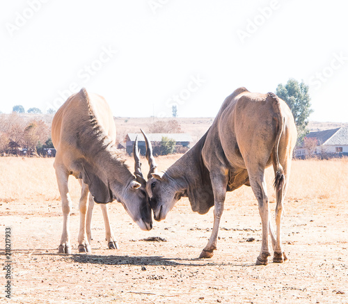 Rutting antelope