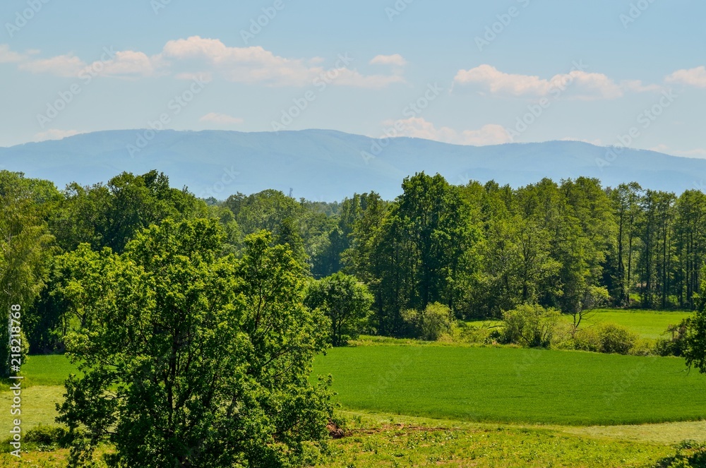 Obraz premium Beautiful spring landscape. Green trees and clearing with mountains in the background.