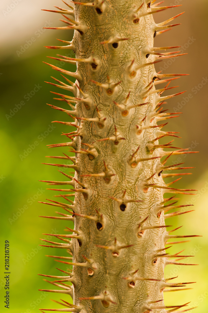 Naklejka premium A leaf of a green fern close-up on a blurred background.