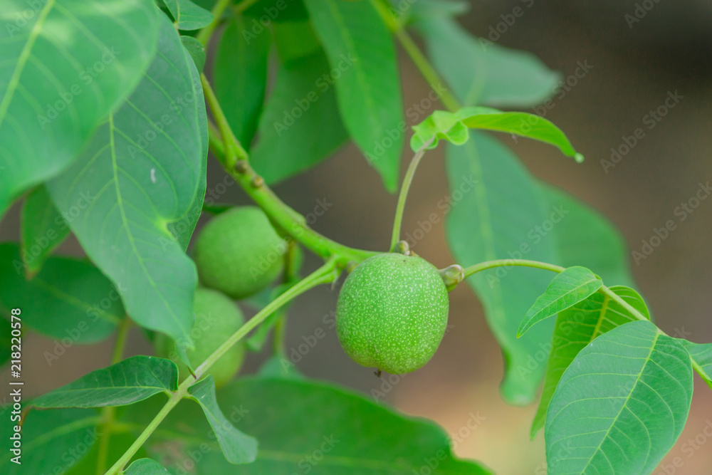 green walnuts on the tree