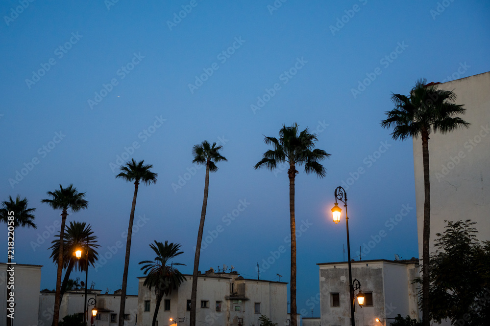 Obraz premium Palm trees during blue hour in Fez in Morocco