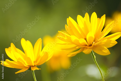 Fototapeta Naklejka Na Ścianę i Meble -  Gelbe Blüten der Staudensonnenblume