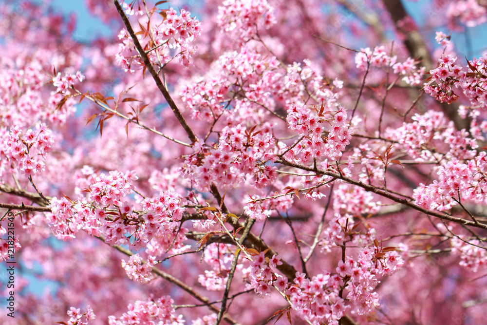 Wild Himalayan Cherry Blossoms in spring season (Prunus cerasoides), Sakura in Thailand, selective focus Wild Himalayan Cherry Blossoms in spring season (Prunus cerasoides), Sakura in Thailand, selective focus