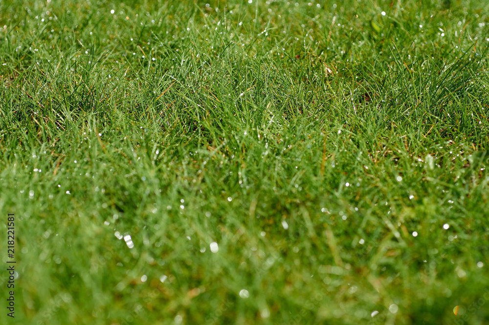 Naklejka premium Wet grass