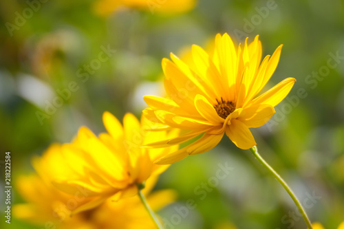 Fototapeta Naklejka Na Ścianę i Meble -  Gelbe Blüten der Staudensonnenblume