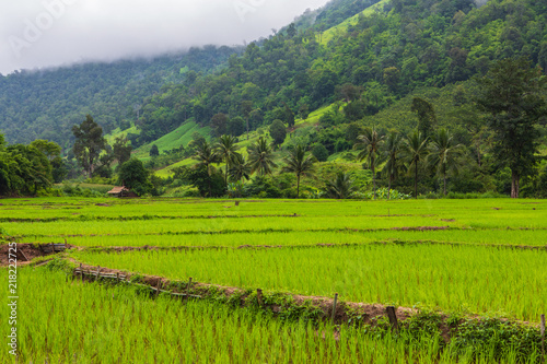 Landscape of rice field in the countryside of Thailand.