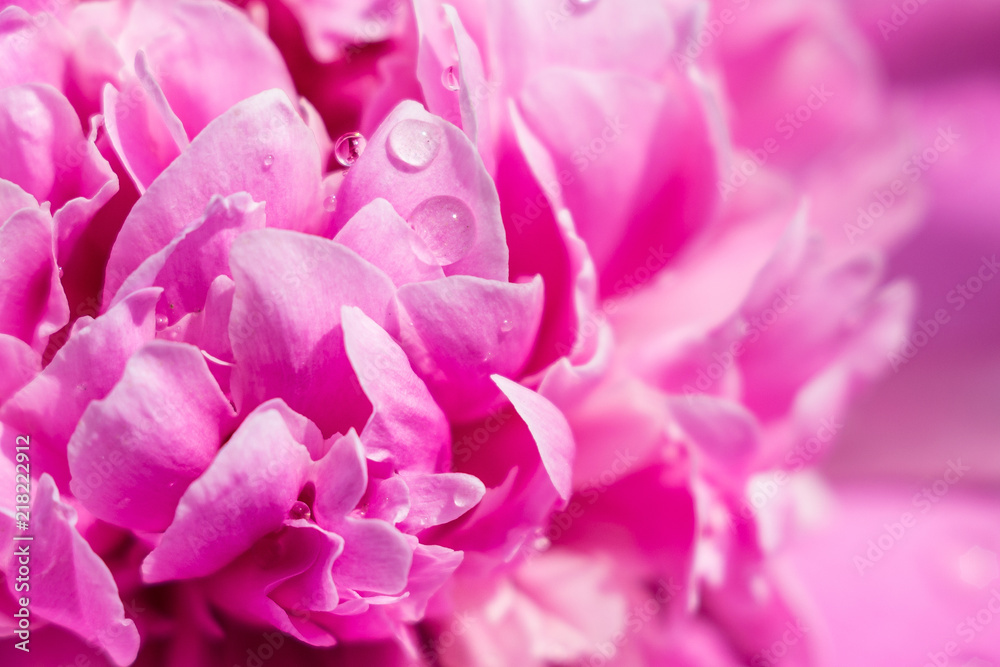 pink flower peony macro pink flower peony macro