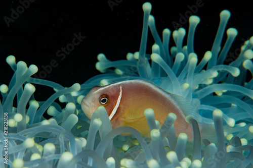 Pink Anemonefish Amphiprion perideraion