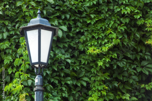 Vintage street lamp against the background of green ivy leaves