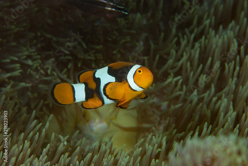 Eastern anemonefish Amphiprion percula