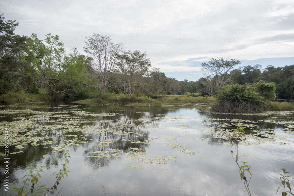 CAMBODIA ANLONG VENG TA MOK LAKE LANDSCAPE