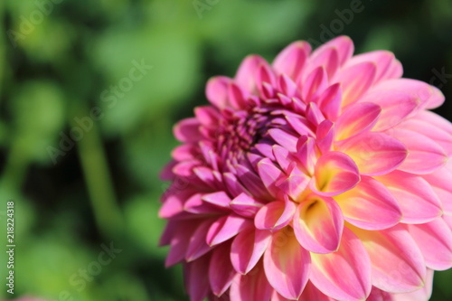 Fototapeta Naklejka Na Ścianę i Meble -  pink dahlia flower pink suffusion