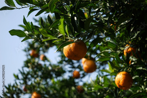 Ripe yellow orange