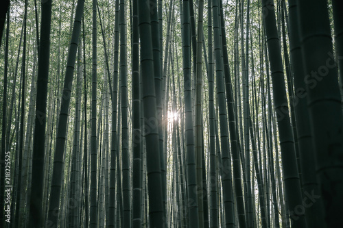 Bamboo forest with film vintage style