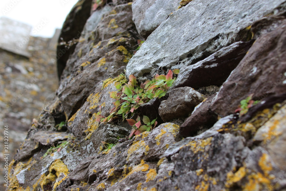 Unkraut vergeht nicht