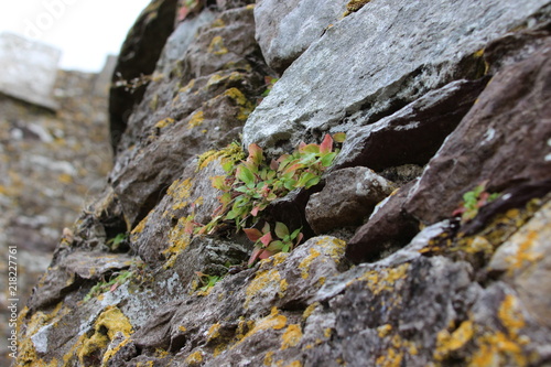 Unkraut vergeht nicht