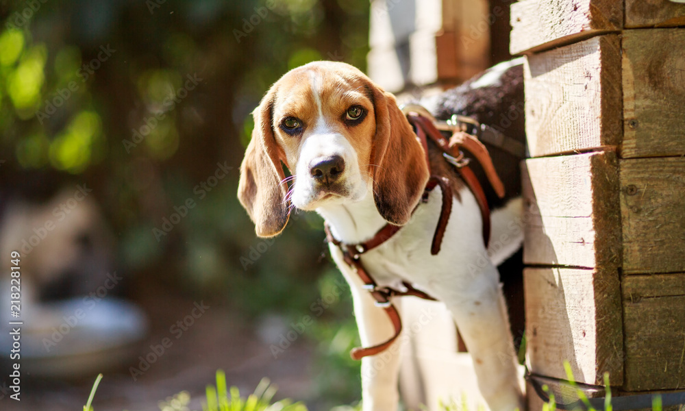 portrait of a small puppy dog Beagle
