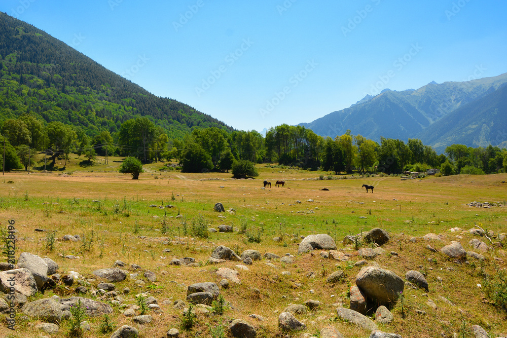 Fototapeta premium mountain pasture