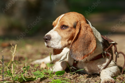 The portrait of Beagle dog close-up summer.