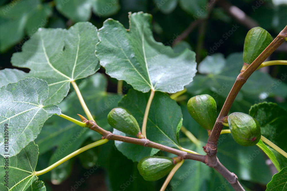 Fototapeta premium Dripping ripe fig on the tree, close up