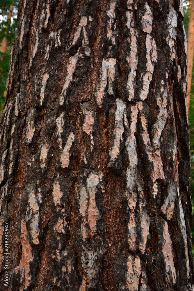 Obraz premium bark of tree