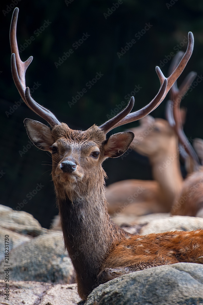 日本鹿のアップ 角の堂々たる雄鹿の表情 Stock Photo Adobe Stock