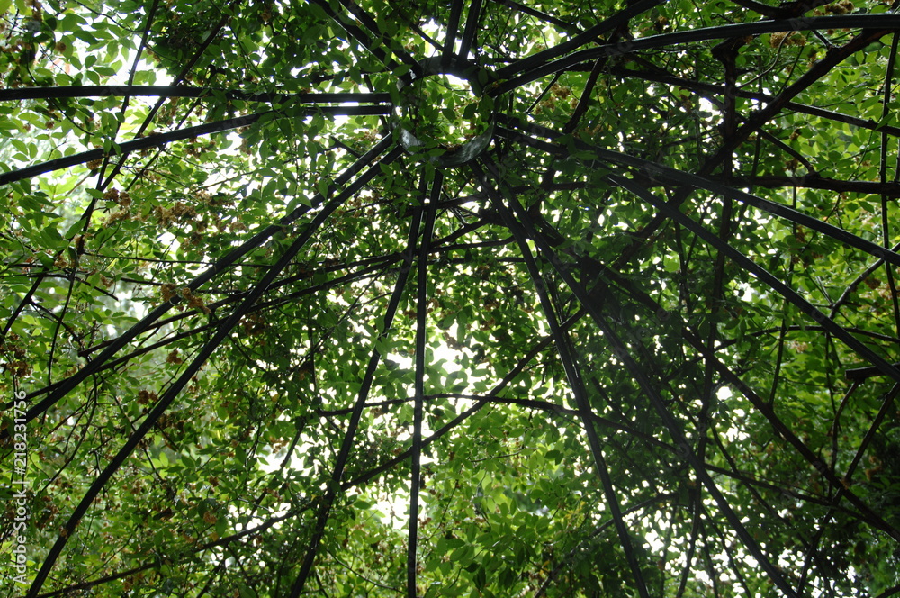 Obraz premium ローズガーデンと庭の薔薇