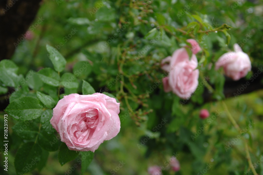 ローズガーデンと庭の薔薇 ローズガーデンと庭の薔薇
