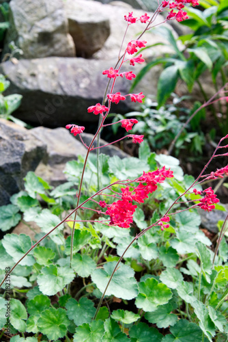Petite bright pink blossoms of a flower in the garden